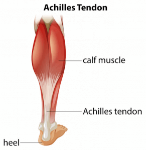 anatomy image of achilles tendon and calf muscle